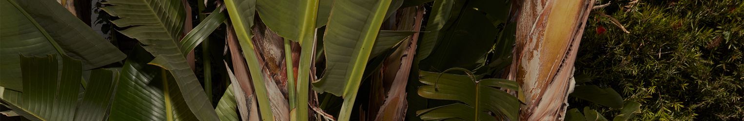 Fun Sexy Lingerie In All Sizes And Styles Adore Me